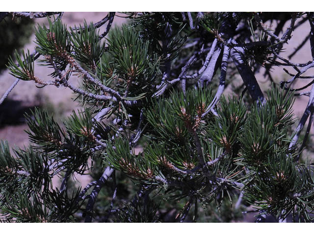 Pinus edulis (Colorado pinyon pine) #70691