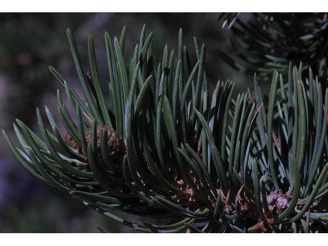 Pinus edulis (Colorado pinyon pine) #70693