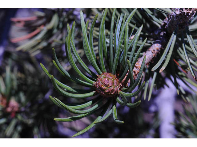 Pinus edulis (Colorado pinyon pine) #70694
