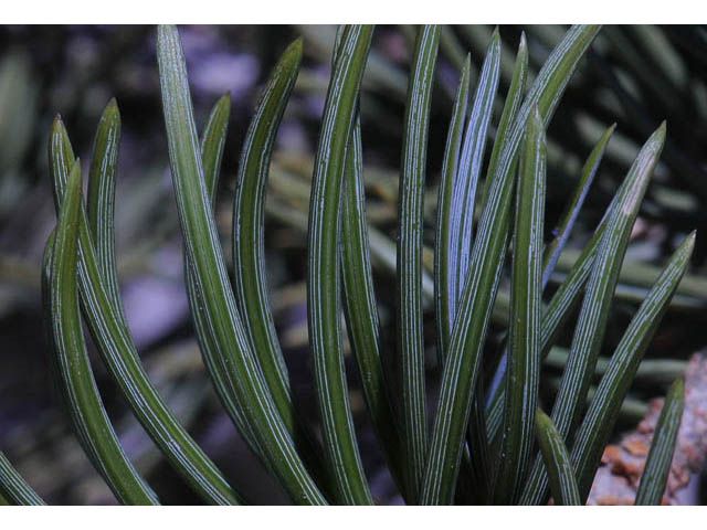 Pinus edulis (Colorado pinyon pine) #70697