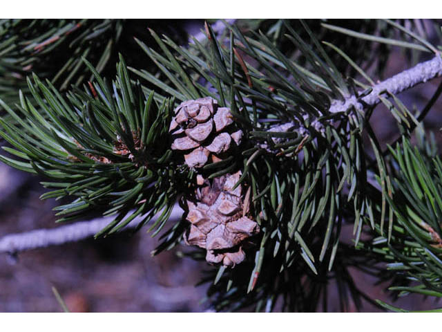 Pinus edulis (Colorado pinyon pine) #70698