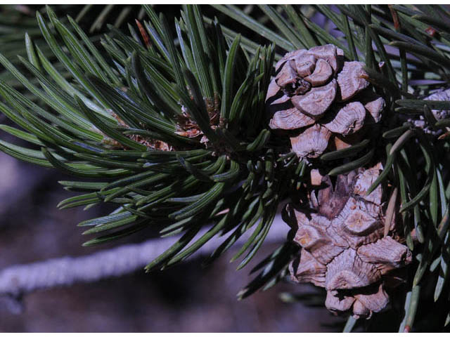 Pinus edulis (Colorado pinyon pine) #70699