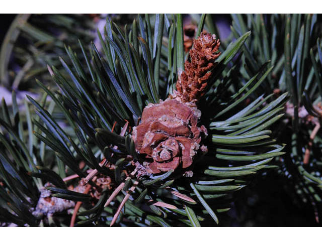 Pinus edulis (Colorado pinyon pine) #70701