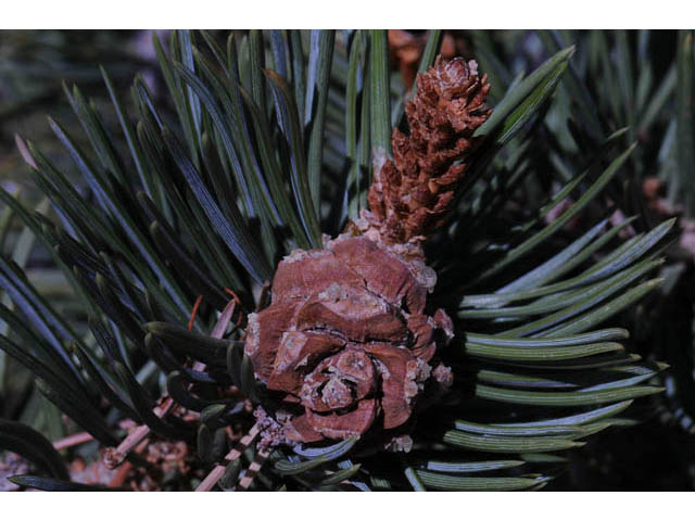 Pinus edulis (Colorado pinyon pine) #70702