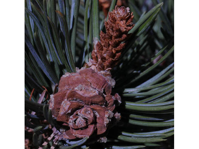 Pinus edulis (Colorado pinyon pine) #70703
