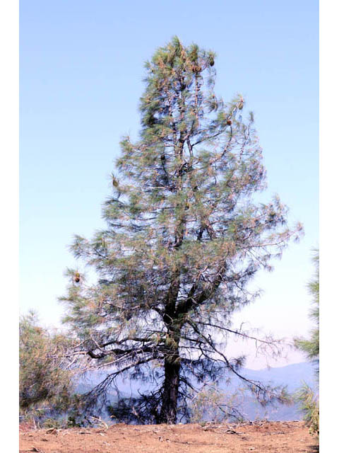 Pinus sabiniana (California foothill pine) #70713