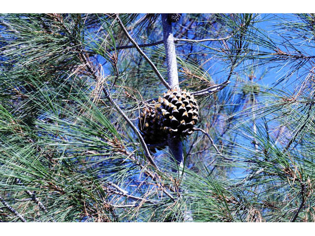 Pinus sabiniana (California foothill pine) #70714