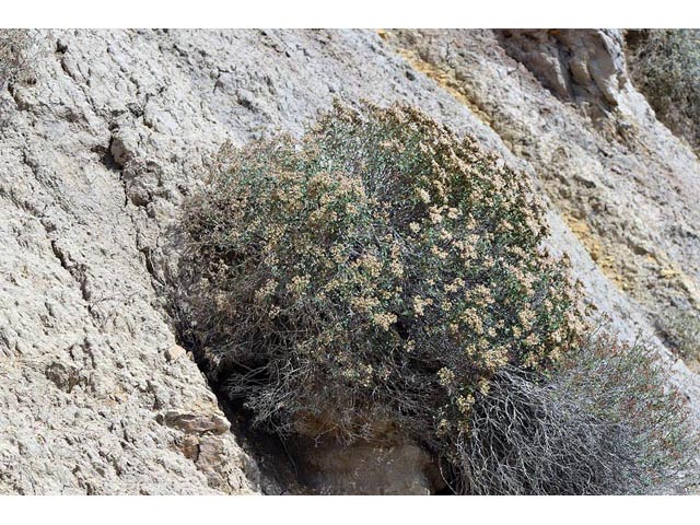 Eriogonum corymbosum (Crispleaf buckwheat) #51401