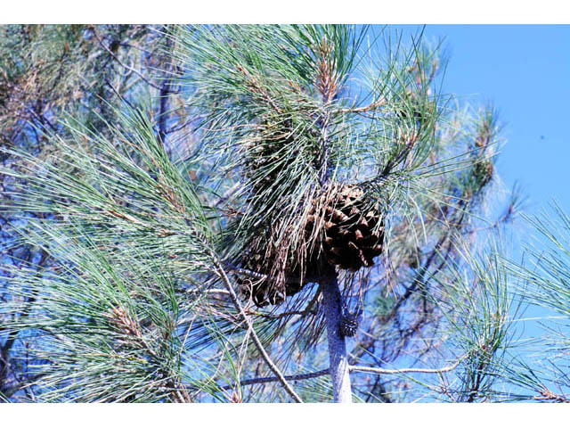 Pinus sabiniana (California foothill pine) #70715