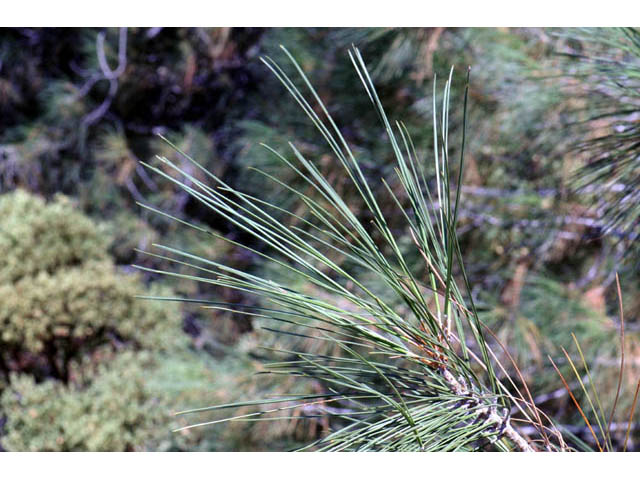 Pinus sabiniana (California foothill pine) #70716