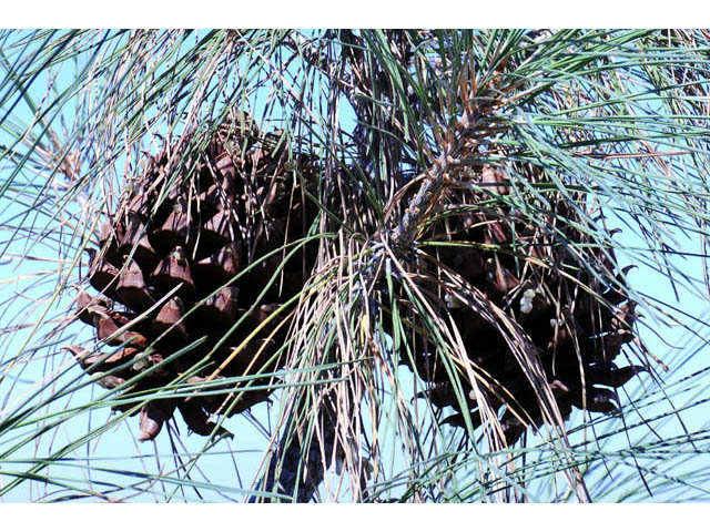 Pinus sabiniana (California foothill pine) #70718