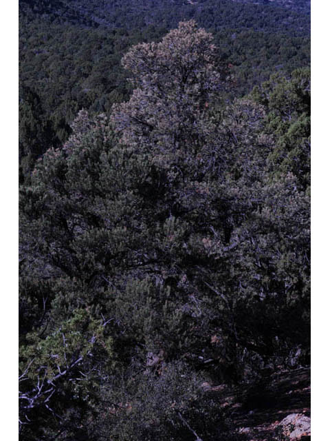 Pinus monophylla (Singleleaf pinyon) #70722