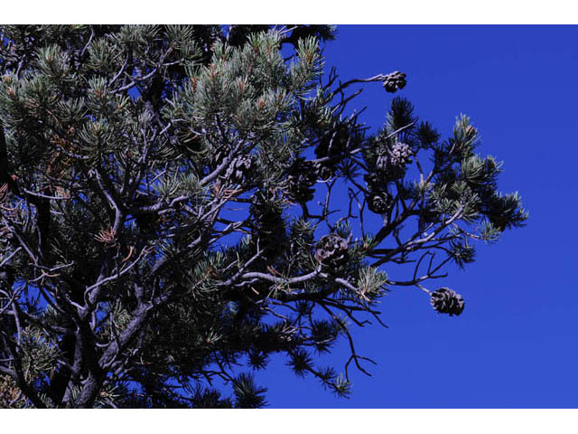 Pinus monophylla (Singleleaf pinyon) #70723