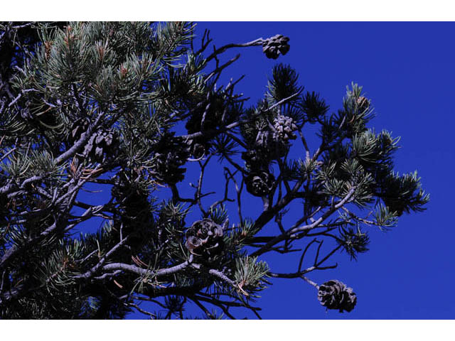 Pinus monophylla (Singleleaf pinyon) #70724