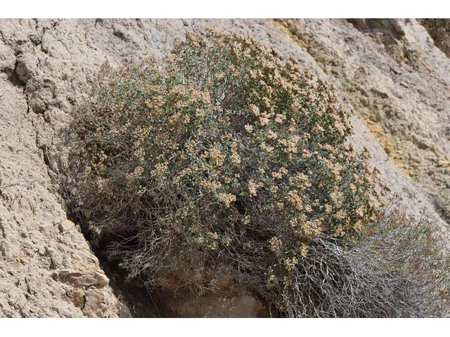 Eriogonum corymbosum (Crispleaf buckwheat) #51402