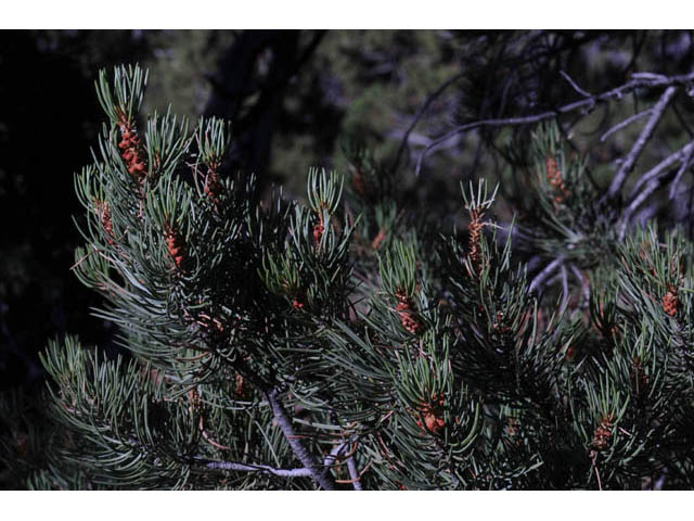 Pinus monophylla (Singleleaf pinyon) #70725