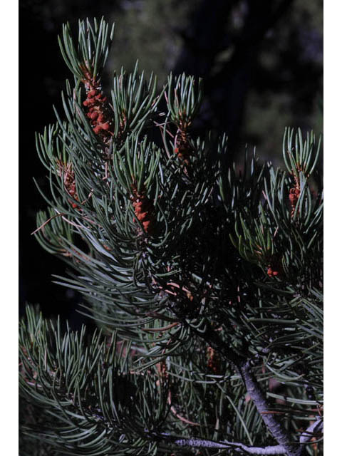 Pinus monophylla (Singleleaf pinyon) #70726