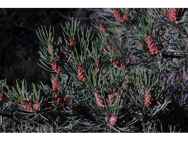 Pinus monophylla (Singleleaf pinyon) #70727