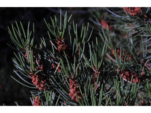 Pinus monophylla (Singleleaf pinyon) #70728