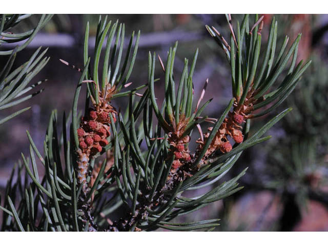 Pinus monophylla (Singleleaf pinyon) #70729