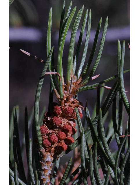 Pinus monophylla (Singleleaf pinyon) #70730