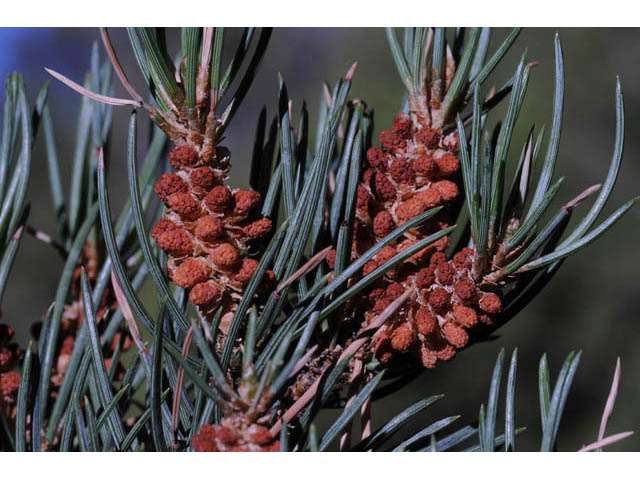 Pinus monophylla (Singleleaf pinyon) #70731