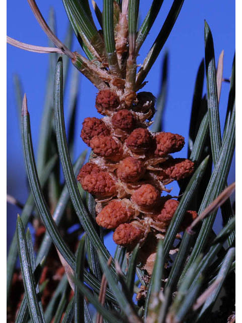Pinus monophylla (Singleleaf pinyon) #70733