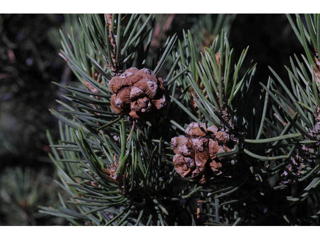 Pinus monophylla (Singleleaf pinyon) #70736