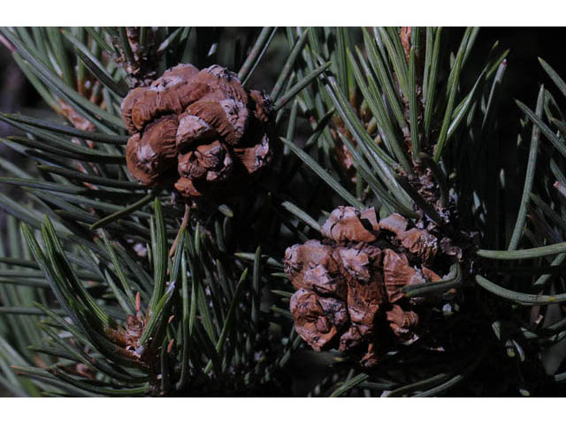 Pinus monophylla (Singleleaf pinyon) #70737