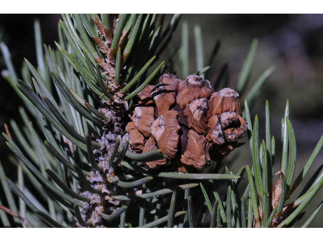 Pinus monophylla (Singleleaf pinyon) #70738