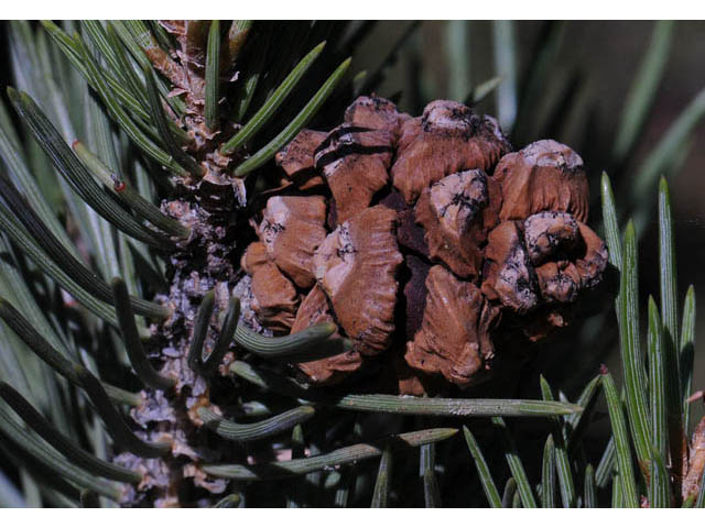 Pinus monophylla (Singleleaf pinyon) #70739
