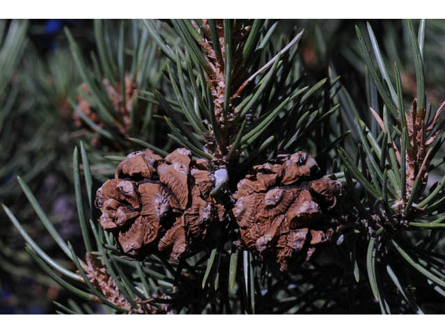 Pinus monophylla (Singleleaf pinyon) #70740