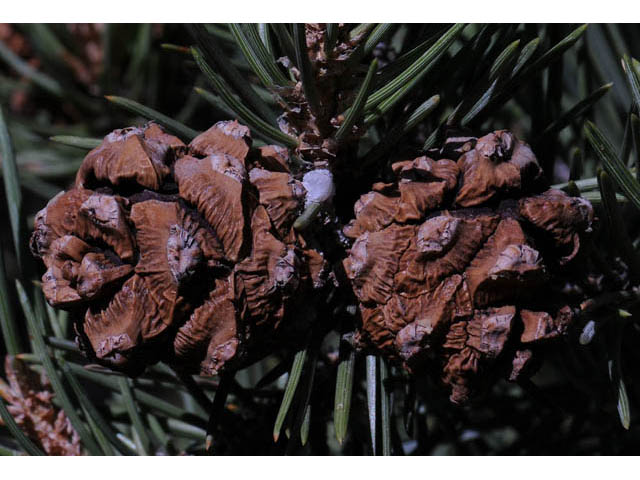 Pinus monophylla (Singleleaf pinyon) #70741