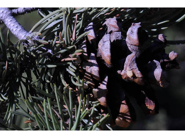 Pinus monophylla (Singleleaf pinyon) #70742
