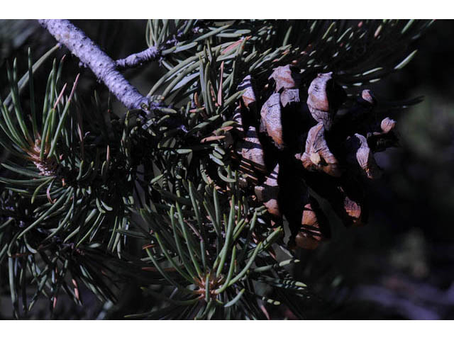 Pinus monophylla (Singleleaf pinyon) #70743