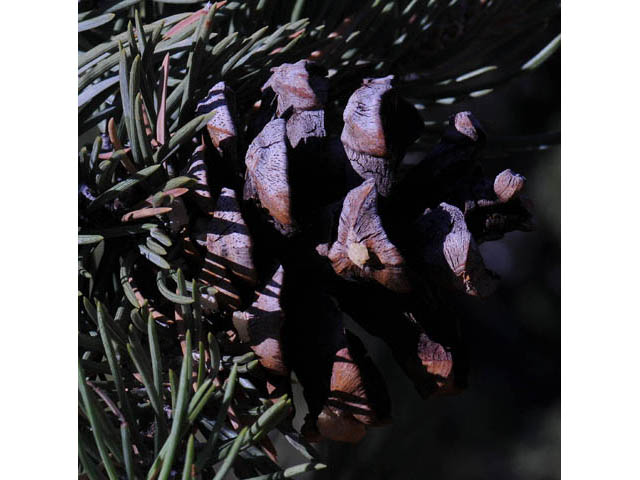 Pinus monophylla (Singleleaf pinyon) #70744