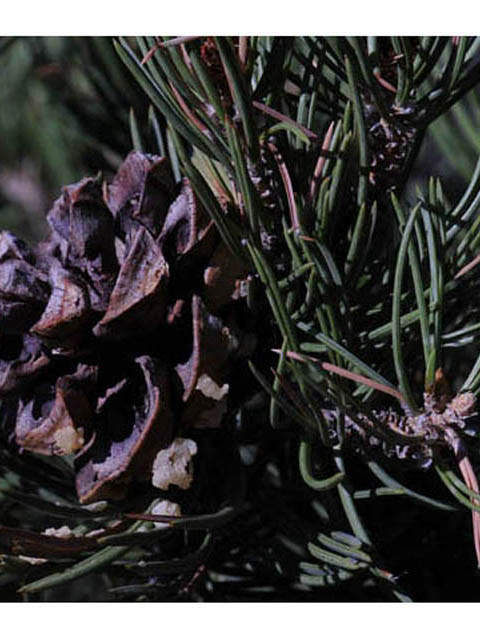 Pinus monophylla (Singleleaf pinyon) #70745