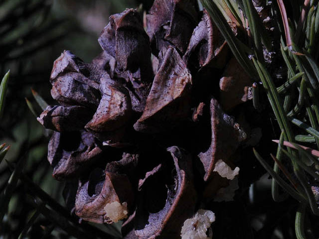 Pinus monophylla (Singleleaf pinyon) #70746