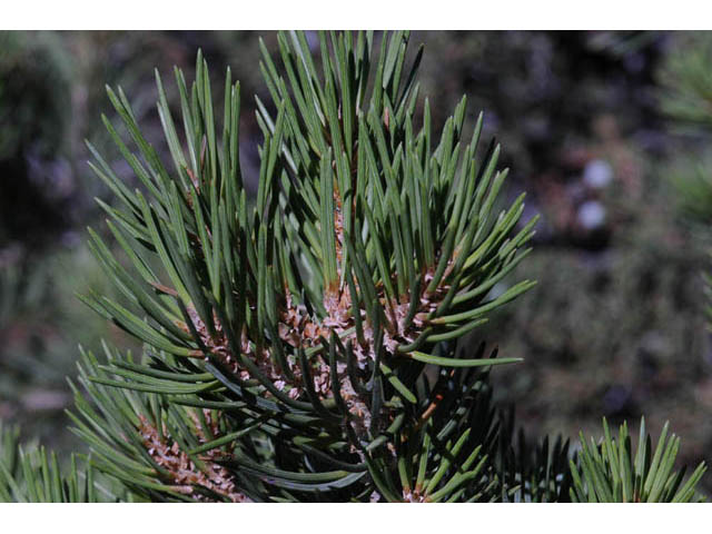 Pinus monophylla (Singleleaf pinyon) #70747