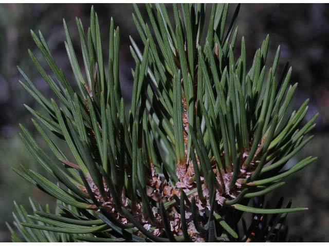 Pinus monophylla (Singleleaf pinyon) #70748