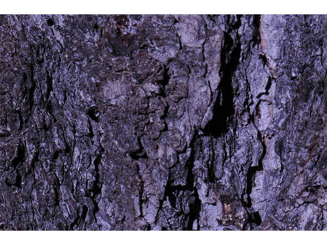 Pinus monophylla (Singleleaf pinyon) #70750