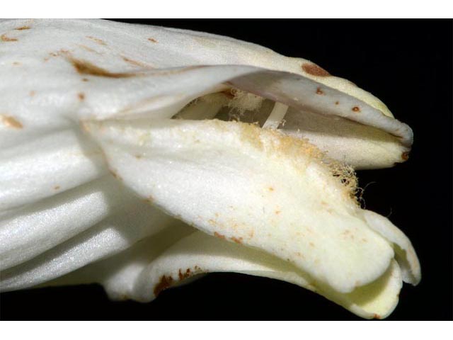 Chelone glabra (White turtlehead) #70772