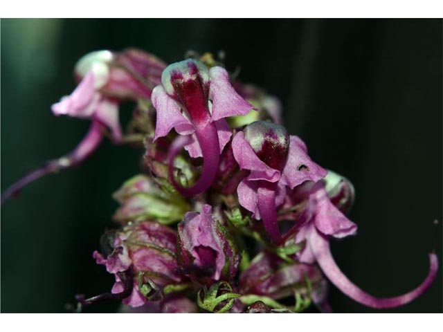 Pedicularis groenlandica (Elephanthead lousewort) #70816