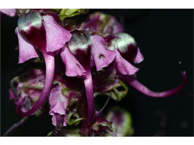 Pedicularis groenlandica (Elephanthead lousewort) #70817