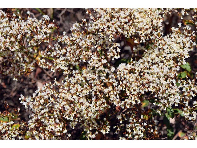 Eriogonum corymbosum (Crispleaf buckwheat) #51417