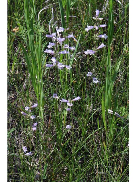 Penstemon gracilis var. gracilis (Lilac penstemon) #70908