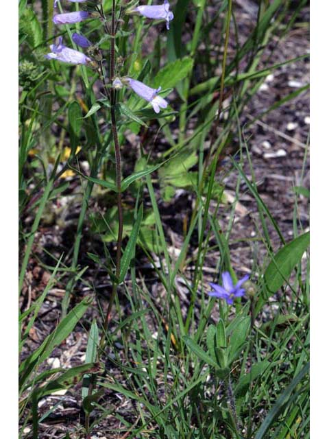 Penstemon gracilis var. gracilis (Lilac penstemon) #70910
