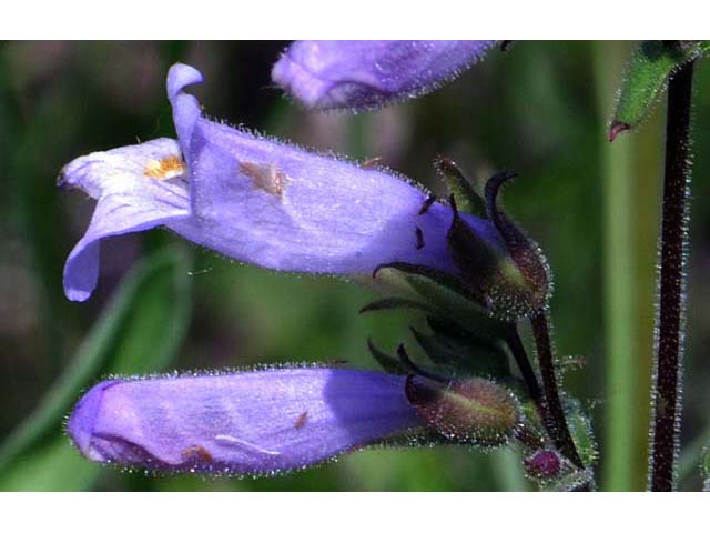 Penstemon gracilis var. gracilis (Lilac penstemon) #70913