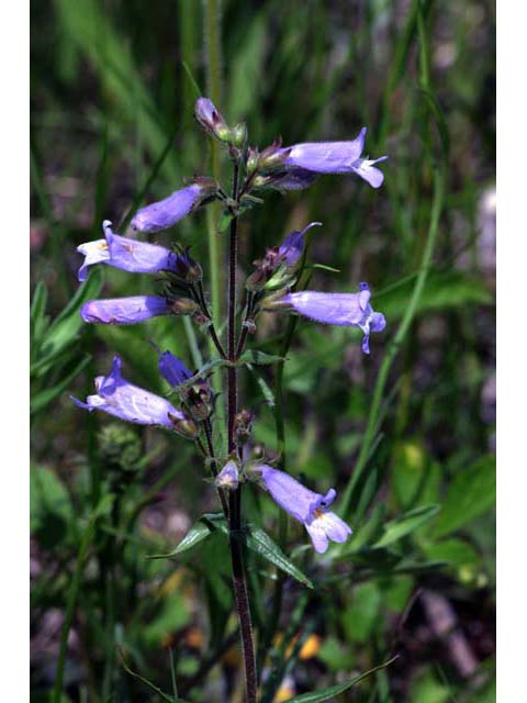 Penstemon gracilis var. gracilis (Lilac penstemon) #70914