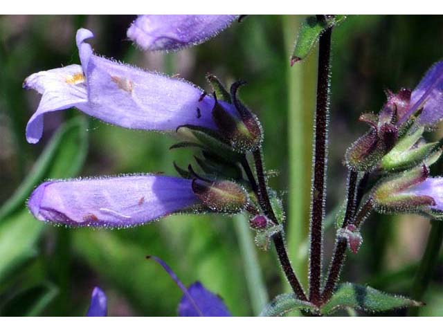 Penstemon gracilis (Lilac penstemon) #70922
